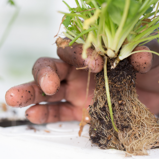 Steps in Sustainable Agriculture