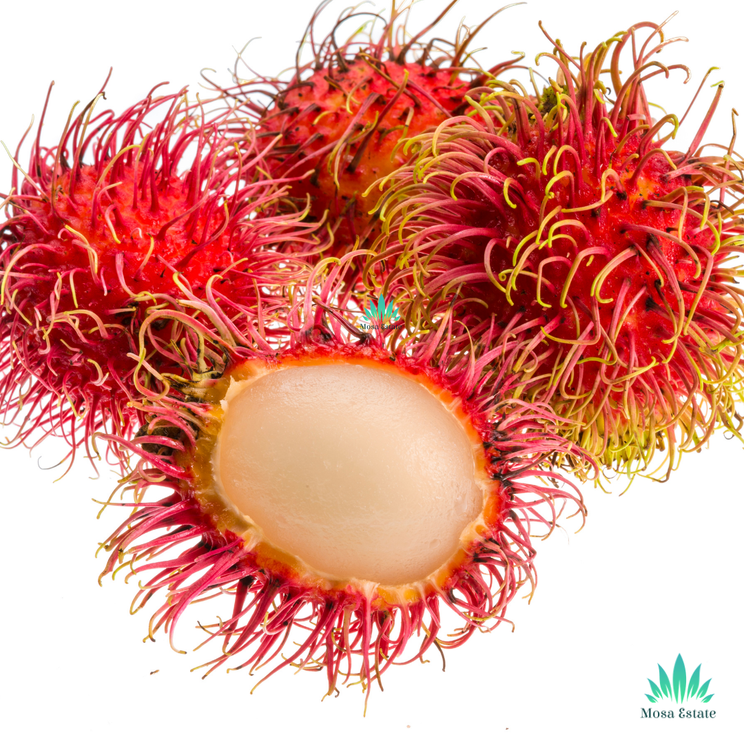 Rambutan - Mosa Estate