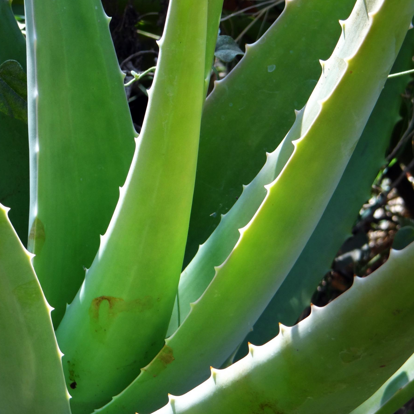 Aloe Vera Leaf - Mosa Estate