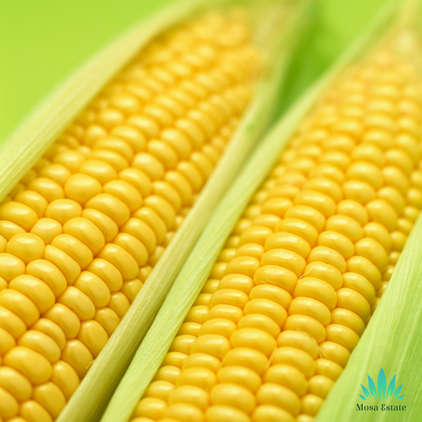 Sweet Corn - Mosa Estate