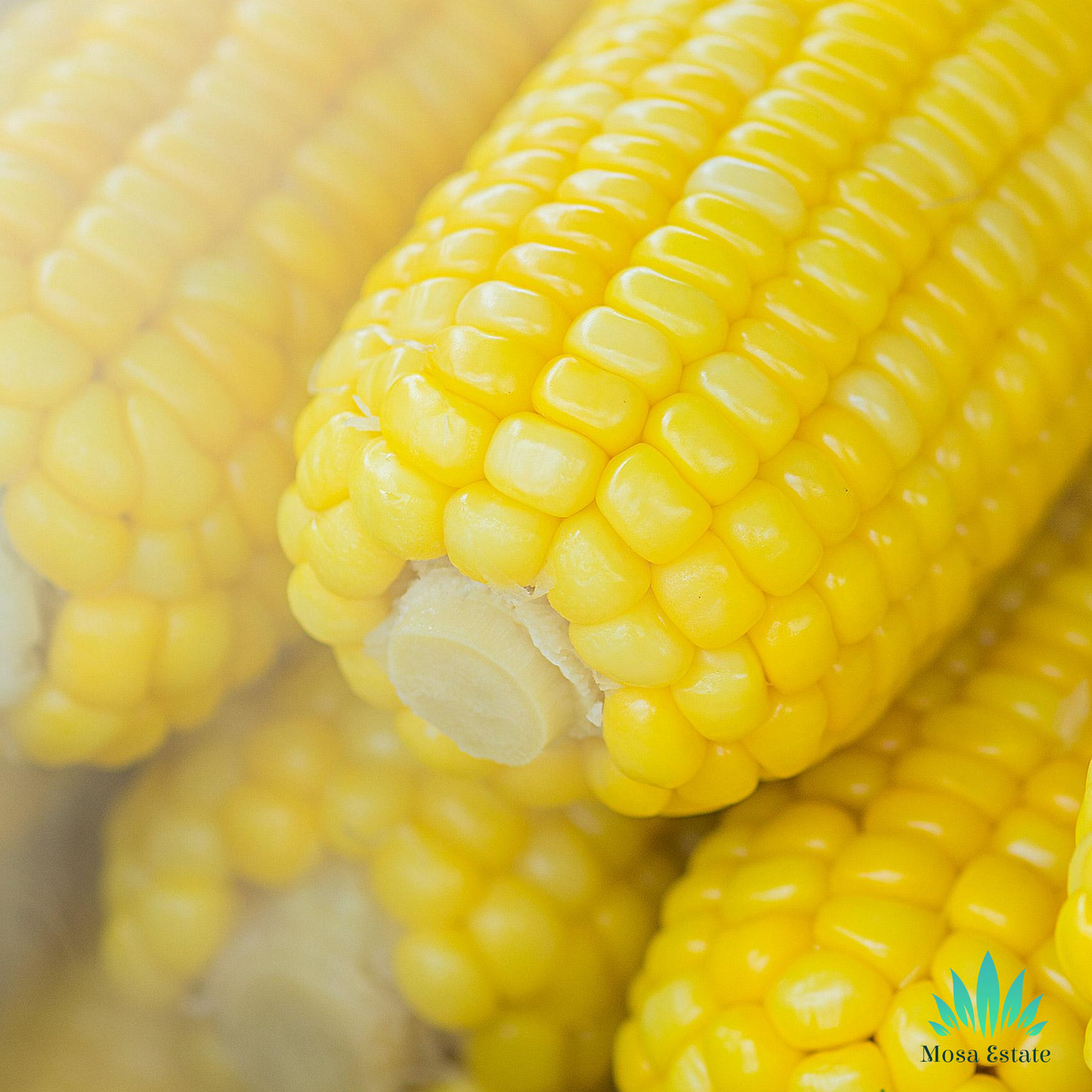 Sweet Corn - Mosa Estate