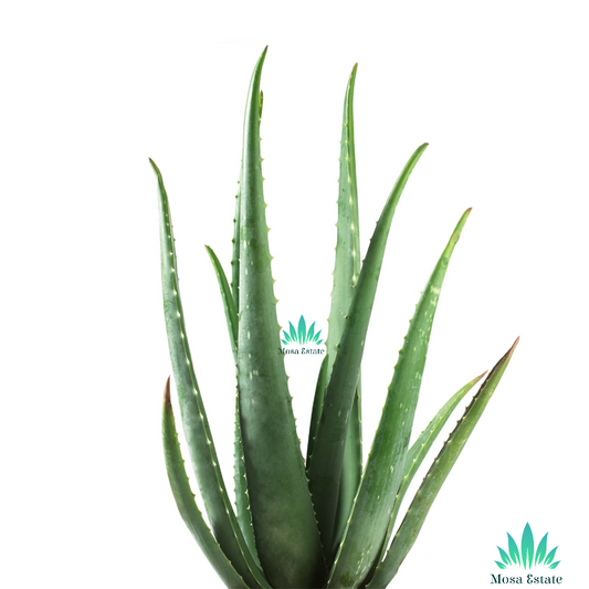 Aloe Vera Leaf - Mosa Estate