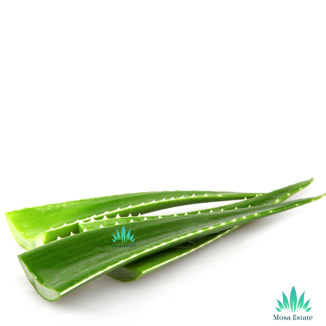 Aloe Vera Leaf - Mosa Estate