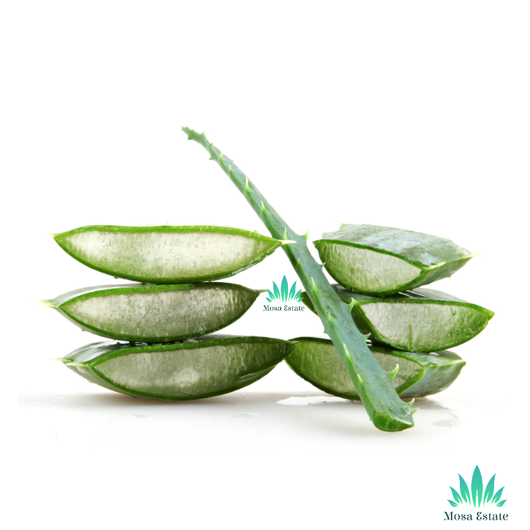 Aloe Vera Leaf - Mosa Estate