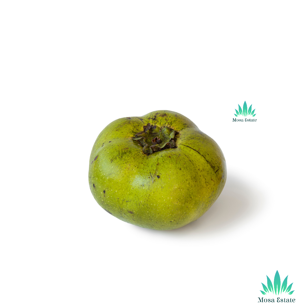 Black Sapote - Mosa Estate