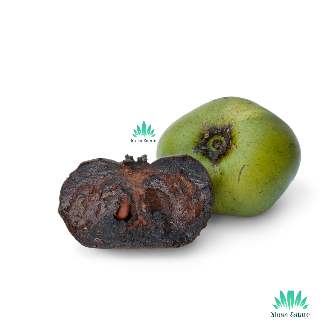 Black Sapote - Mosa Estate