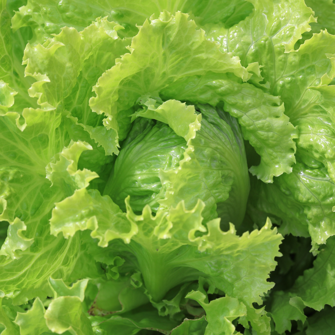Lettuce (Iceberg) - Mosa Estate