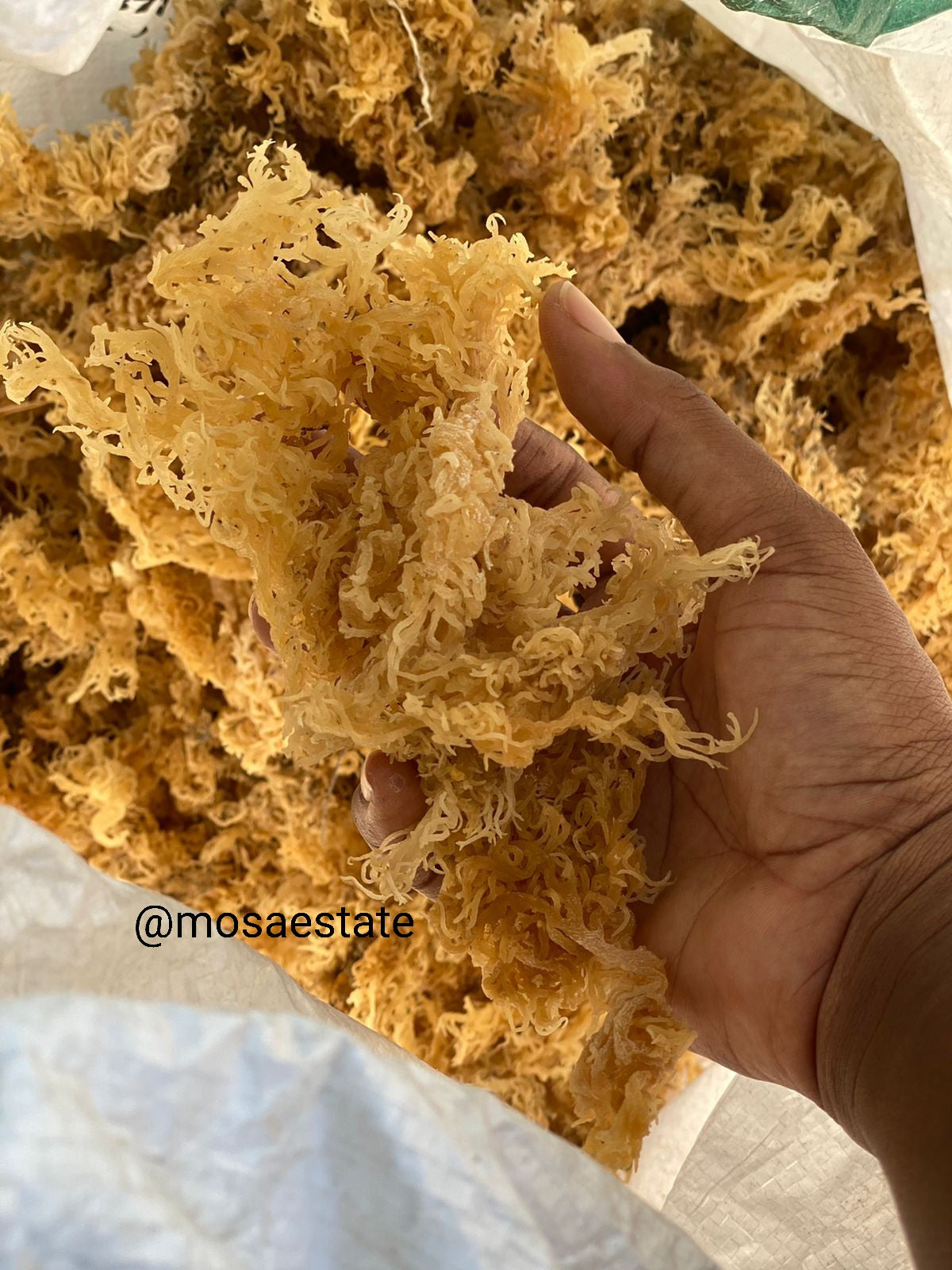 Dried Premium Jamaican Sea Moss - Mosa Estate