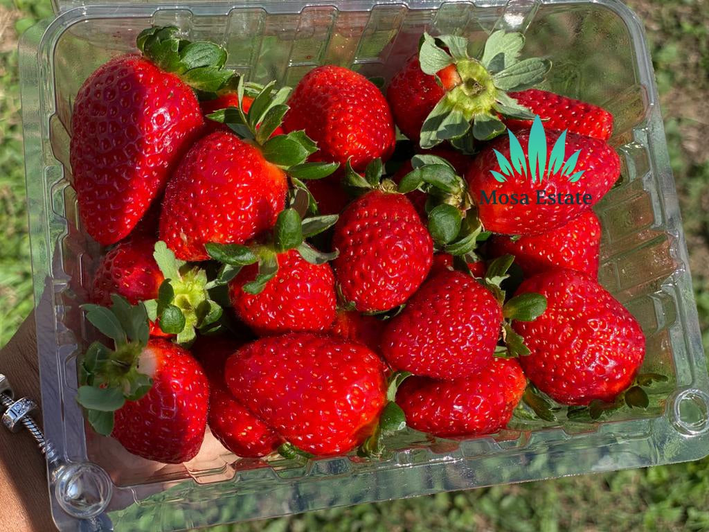 Strawberries - Mosa Estate