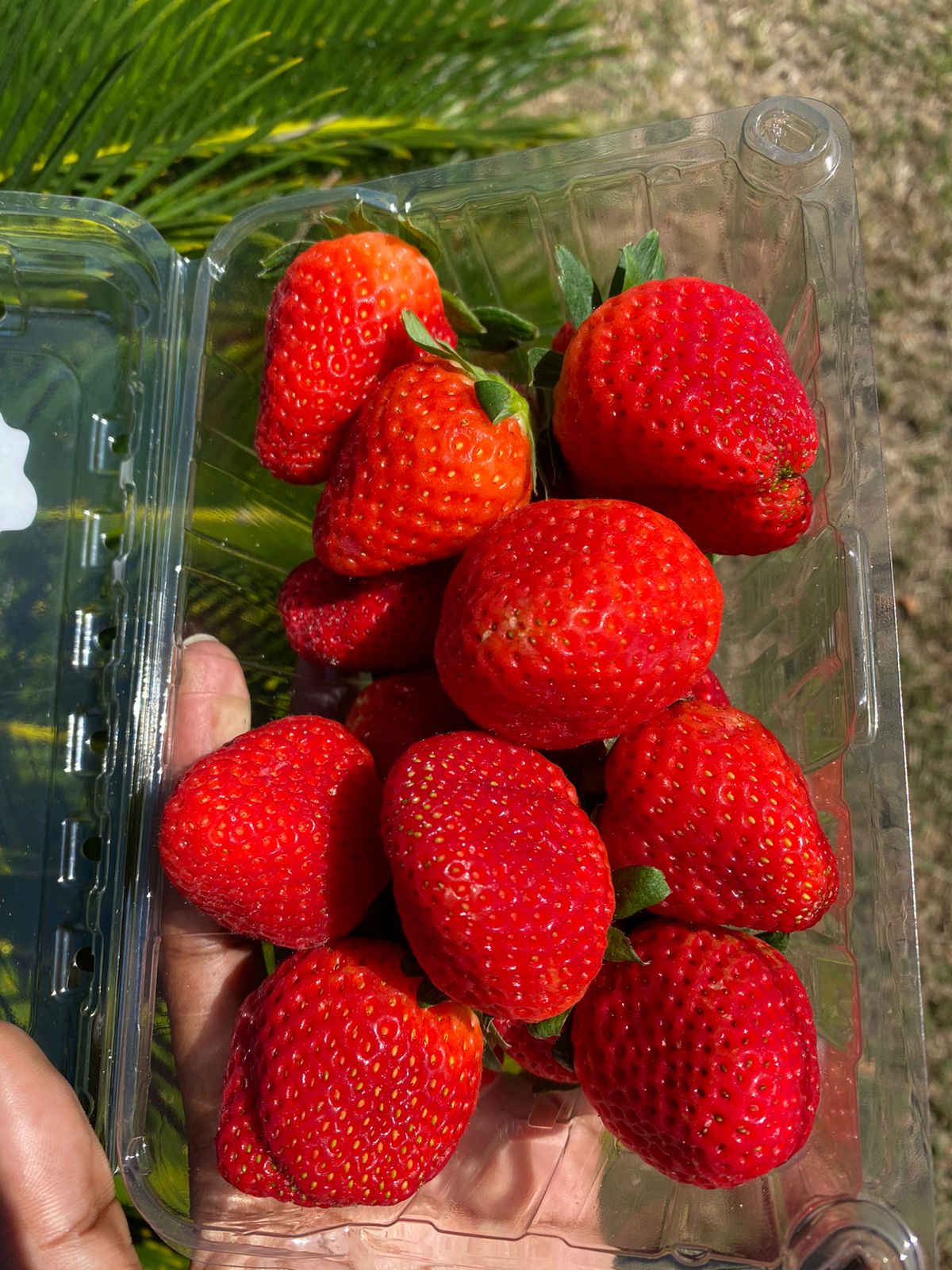 Strawberries - Mosa Estate