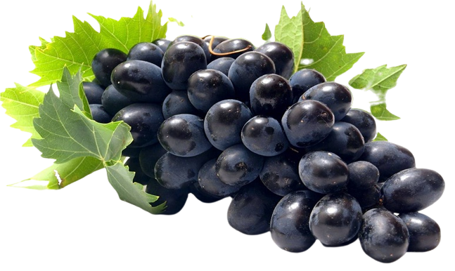 Black Grapes - Mosa Estate