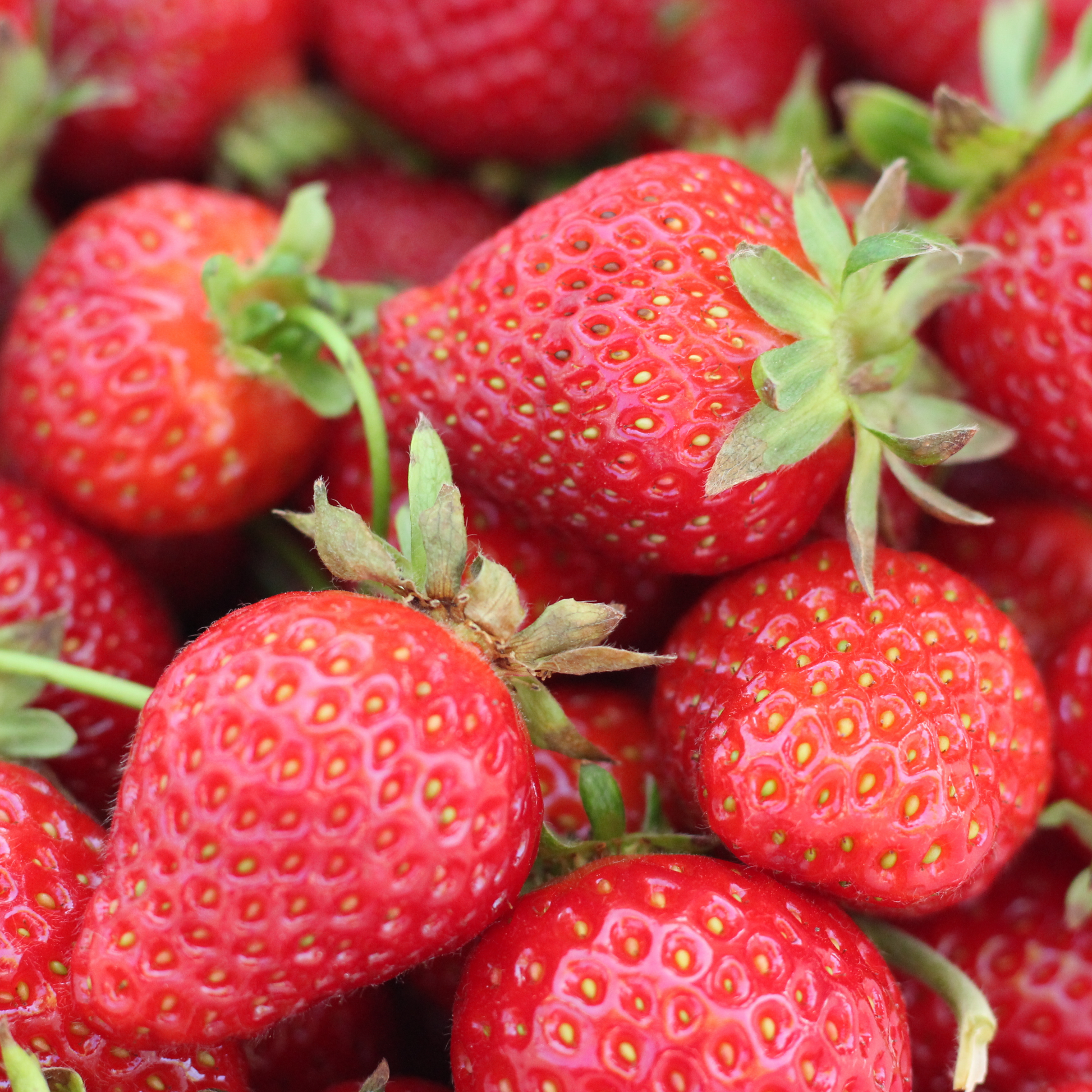 Strawberries - Mosa Estate