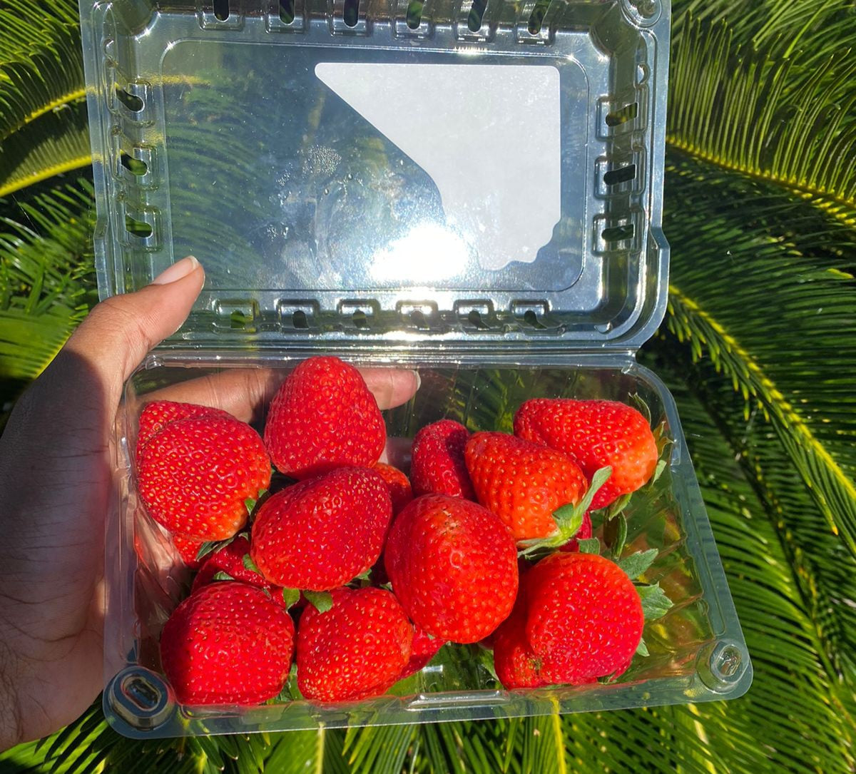 Strawberries - Mosa Estate